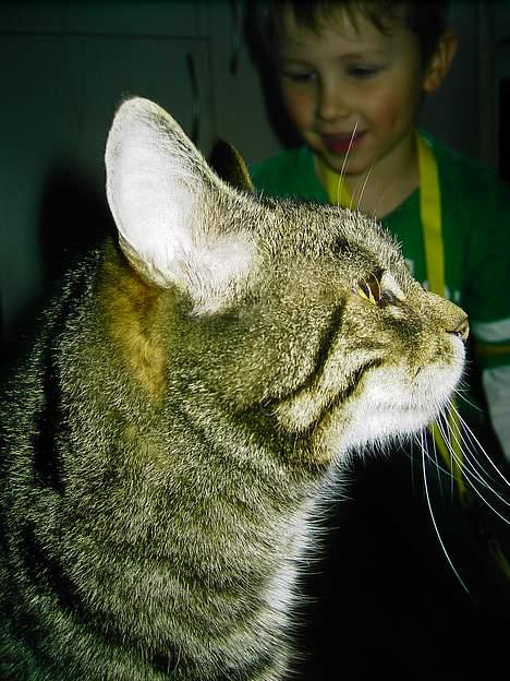 Blanding af racer hannibal billede 12