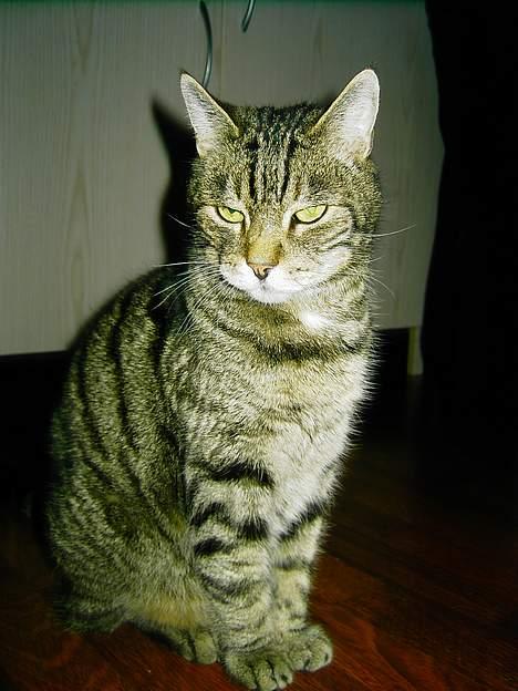 Blanding af racer hannibal billede 13