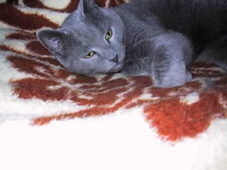 Russian Blue Qive *død*  - Dejlige Qiffer billede 1