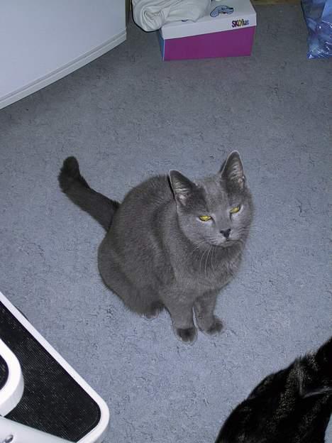Russian Blue Qive *død*  - Nå mor ingen billeder bare noget mad billede 2
