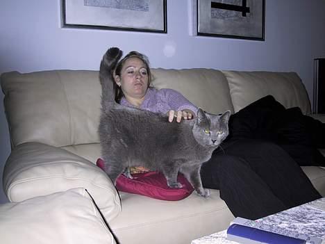 Russian Blue Qive *død*  - Jeg vil gerne kæle men burde du ikke rykke lidt frem?? billede 3