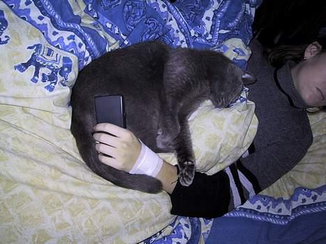 Russian Blue Qive *død*  - Qive putter med mig efter en operation i hånden... billede 4