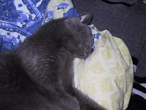 Russian Blue Qive *død*  - hun er så omsorgsfuld billede 5