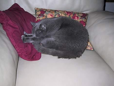 Russian Blue Qive *død*  - sover til middag billede 6