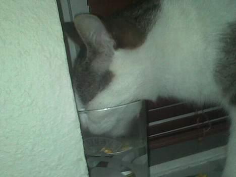 Blanding af racer bandit - mors vand smager bedre end mit eget. billede 13