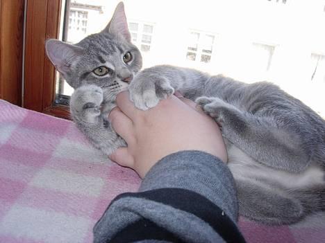 Huskat Mille - hvad nu billede 6