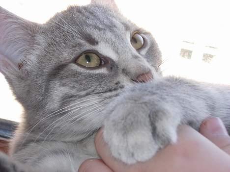 Huskat Mille - nus mig!   : - ) billede 7