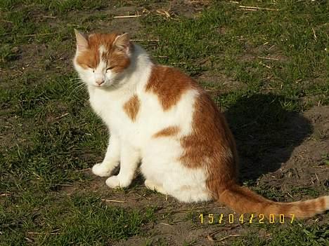 Blanding af racer Freja *Død den 8/9-08* billede 1