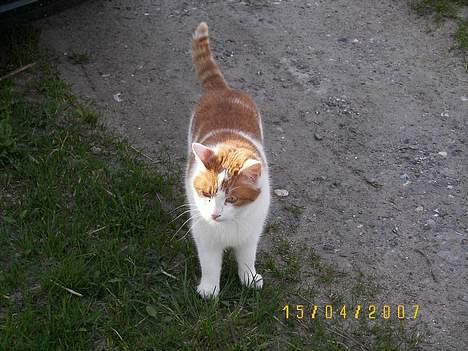 Blanding af racer Freja *Død den 8/9-08* billede 17