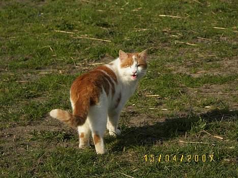 Blanding af racer Freja *Død den 8/9-08* billede 18