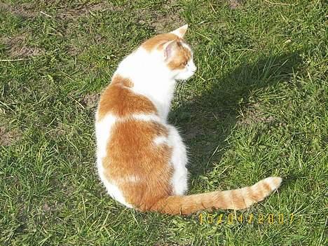 Blanding af racer Freja *Død den 8/9-08* billede 19