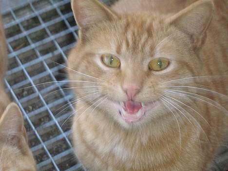 Huskat Garfield billede 7