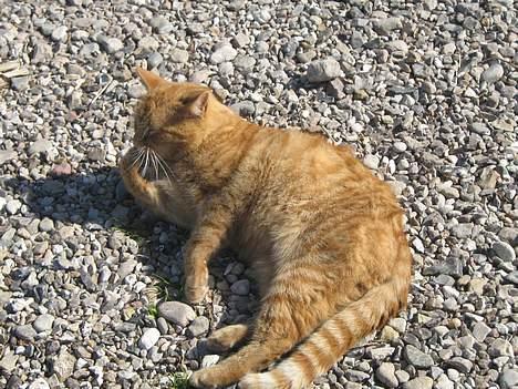 Huskat Garfield billede 8