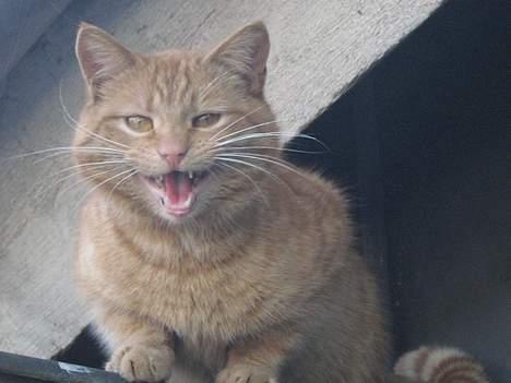 Huskat Garfield billede 9