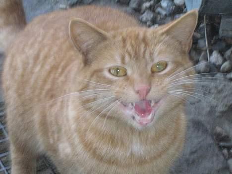 Huskat Garfield billede 10