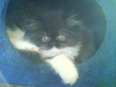 Perser Misja billede 1