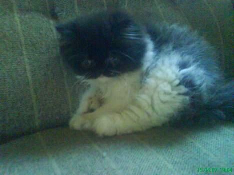 Perser Misja billede 2