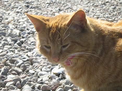 Huskat Garfield billede 11