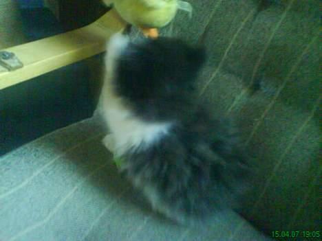 Perser Misja billede 3