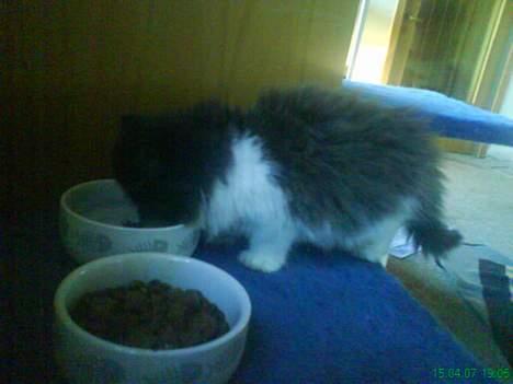 Perser Misja billede 4