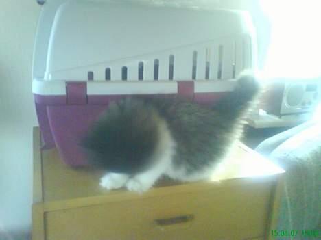 Perser Misja billede 5