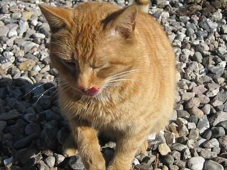 Huskat Garfield billede 12