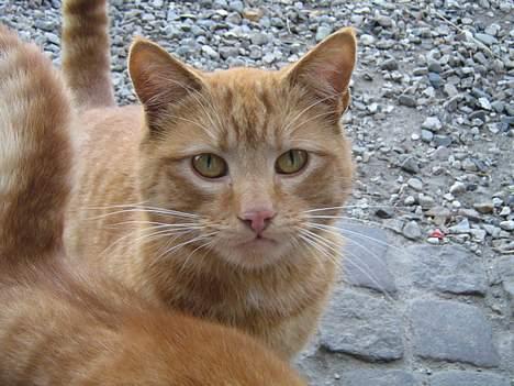 Huskat Garfield billede 13