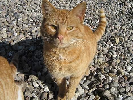 Huskat Garfield billede 14