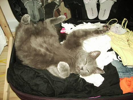 Huskat Felix - Hvis nu jeg prøver at ligne en t-shirt, kan det være jeg kommer med på ferie... billede 1