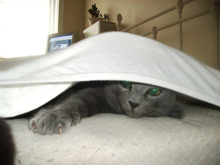 Huskat Felix - Jeg er meget hjælpsom. Jeg ELSKER at hjælpe med at rede sengen:))... billede 2