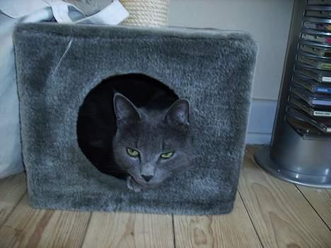 Huskat Felix - Her er min liile hemmelige hule. billede 3
