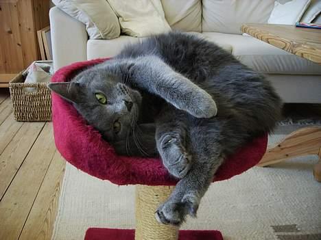 Huskat Felix - Prøv lige og spørg om jeg er Prince Charming eller hvad... billede 4