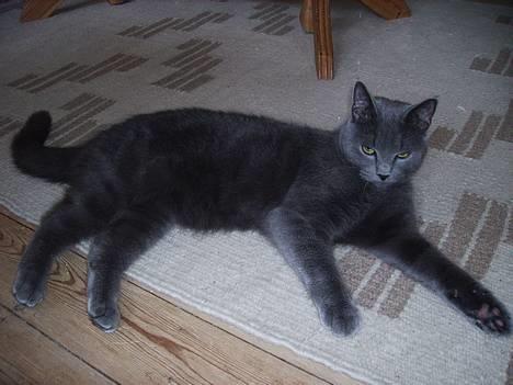 Huskat Felix - Pyha, man bliver helt forpustet. Må hellere tage et lille hvil. billede 5