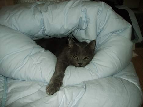 Huskat Felix - En dasedag i en god dyne er ikke det værste man har.... billede 6