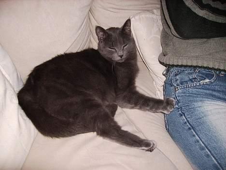 Huskat Felix - Jeg kan også vældig godt lide dig!! billede 7