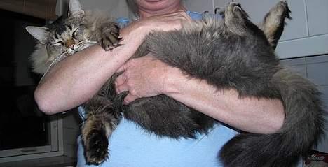 Norsk Skovkat Loke billede 15