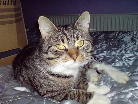 Huskat simmer - simmer efter velfortjent lur billede 1