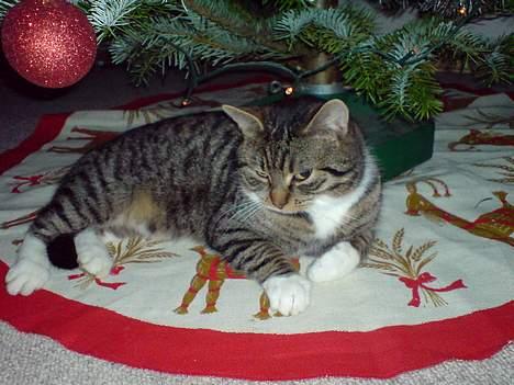 Huskat simmer - var ikke forberedt på mor med kamera billede 2