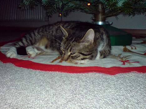 Huskat simmer - simmer tar en lille en på et halvt øje billede 3