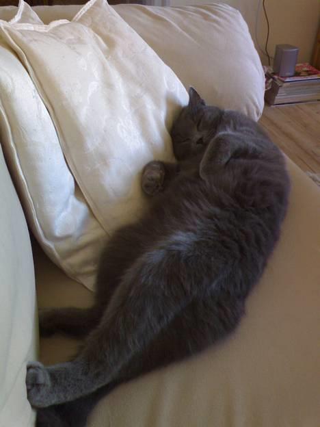 Huskat Felix - Tænk, en hel sofa bare til mig... billede 8