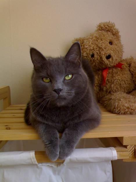 Huskat Felix - Det er hårdt at være model. billede 9