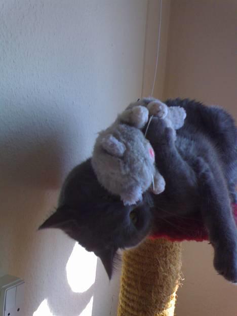 Huskat Felix - Jeg elsker at lege med min bamse. billede 10