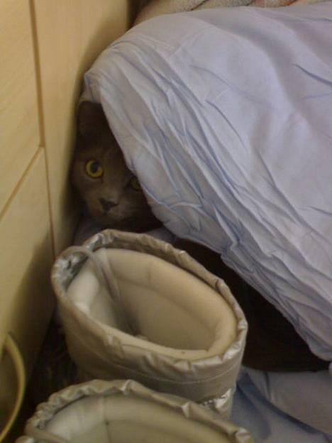 Huskat Felix - Det er sjovt at lege skjul. Mon man kan se mig??? billede 11