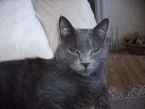 Huskat Felix - Helt ærligt, jeg er lige stået op.. Væk med det kamera!! billede 12