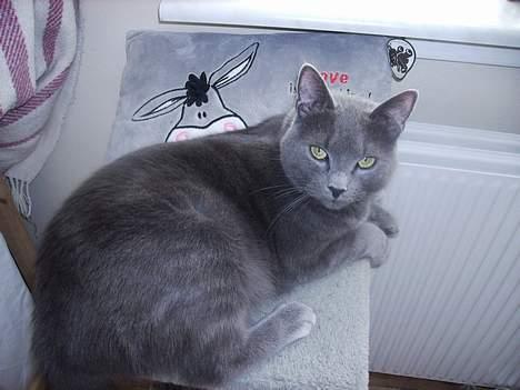 Huskat Felix - Altså, de paparazzi fotografer jagter mig altid. billede 13