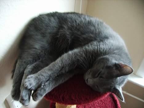 Huskat Felix - Dagens motion, 1,2,1,2, vi prøver at røre tæerne.... billede 14