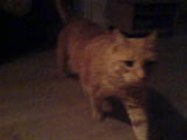 Blanding af racer Indy-  Himmelkat - hej <333 billede 16