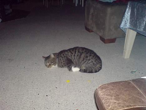 Huskat simmer - træt efter nytårs aftens store påstyr billede 4