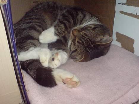 Huskat simmer - kunne lige mase mig ind i kassen,for sove skal jeg billede 5