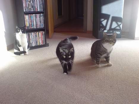 Huskat simmer - simmer med sine to nuværende kærster som han passer godt på. Muson(sort) og Jane(sort/hvid) billede 6